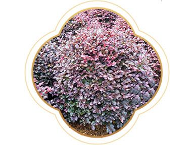 產(chǎn)品名稱(chēng)六